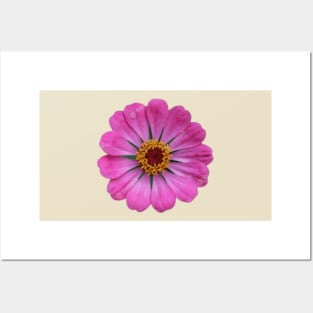 Beautiful pink daisy flower Posters and Art